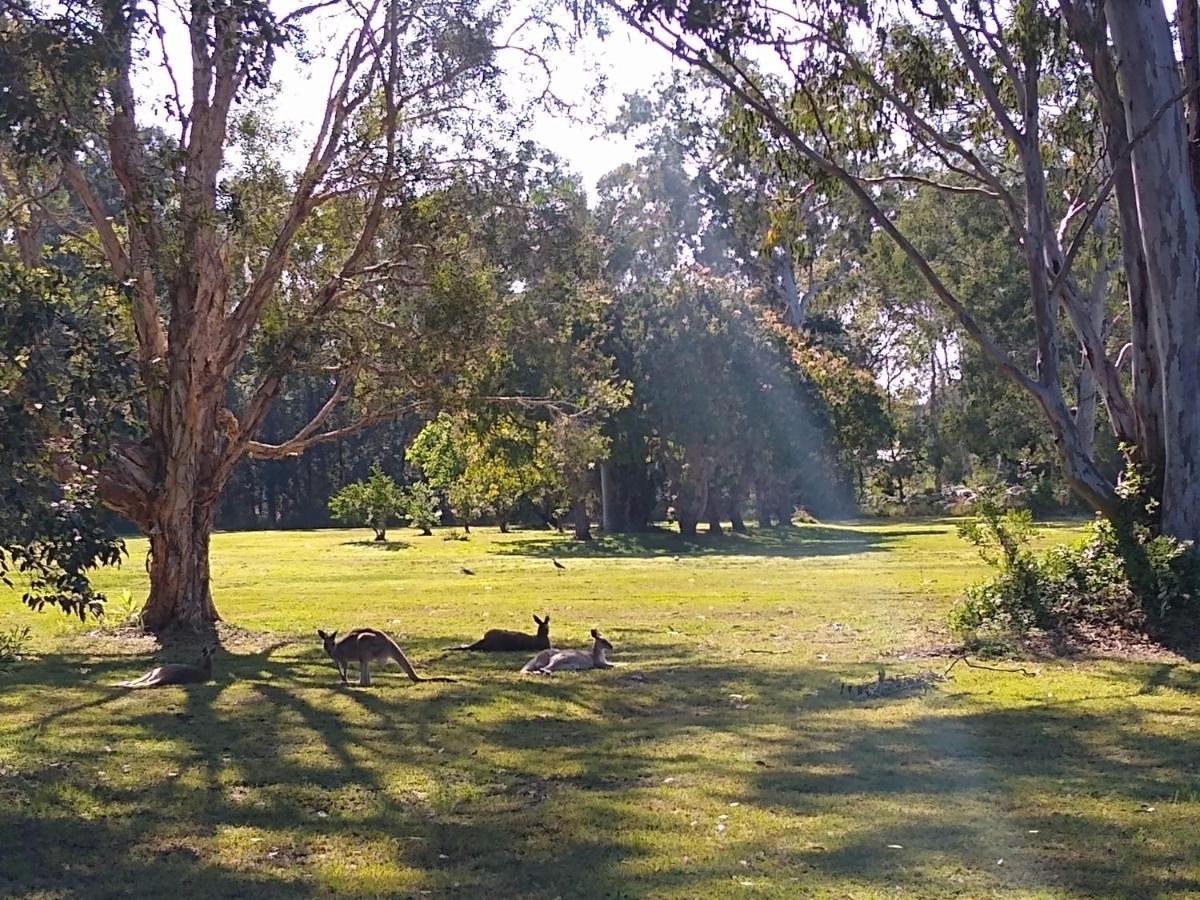 Lake Weyba Noosa Lodge & Kangaroos Peregian Beach Exterior foto