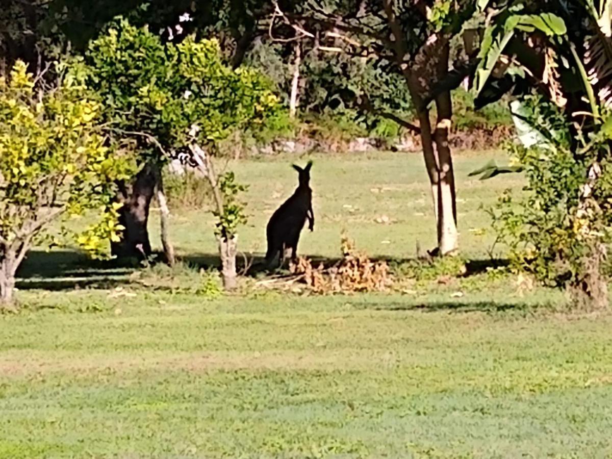 Lake Weyba Noosa Lodge & Kangaroos Peregian Beach Exterior foto