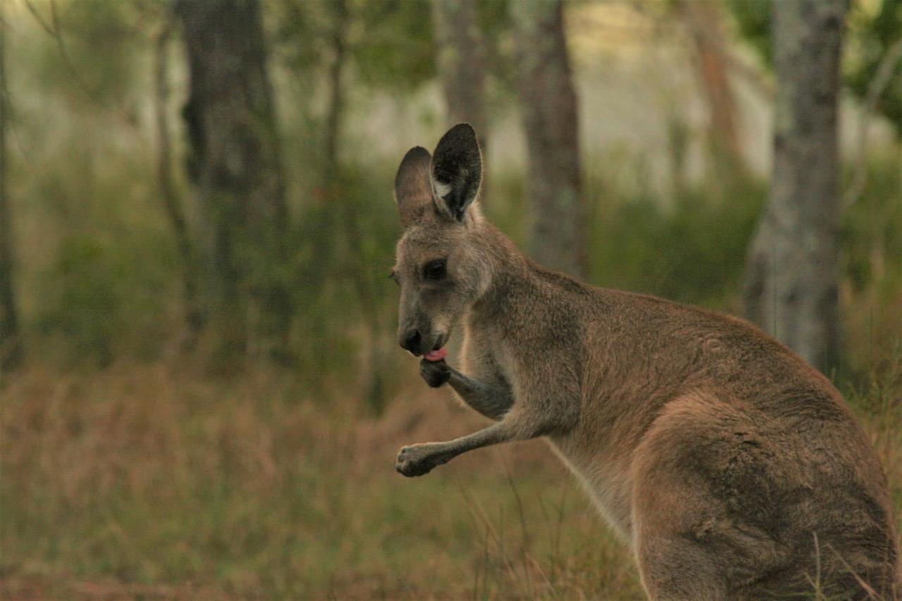 Lake Weyba Noosa Lodge & Kangaroos Peregian Beach Exterior foto