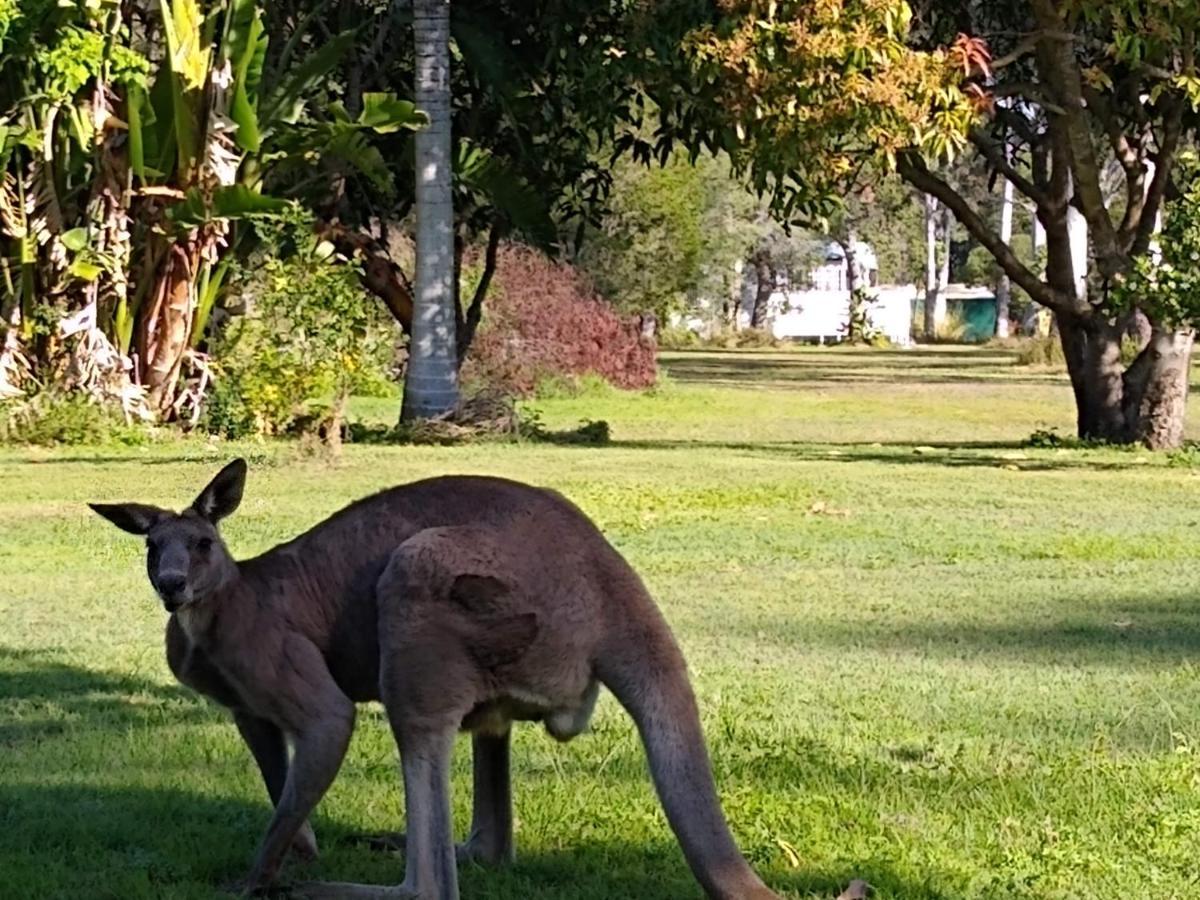 Lake Weyba Noosa Lodge & Kangaroos Peregian Beach Exterior foto