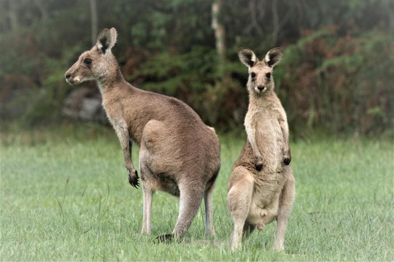 Lake Weyba Noosa Lodge & Kangaroos Peregian Beach Exterior foto