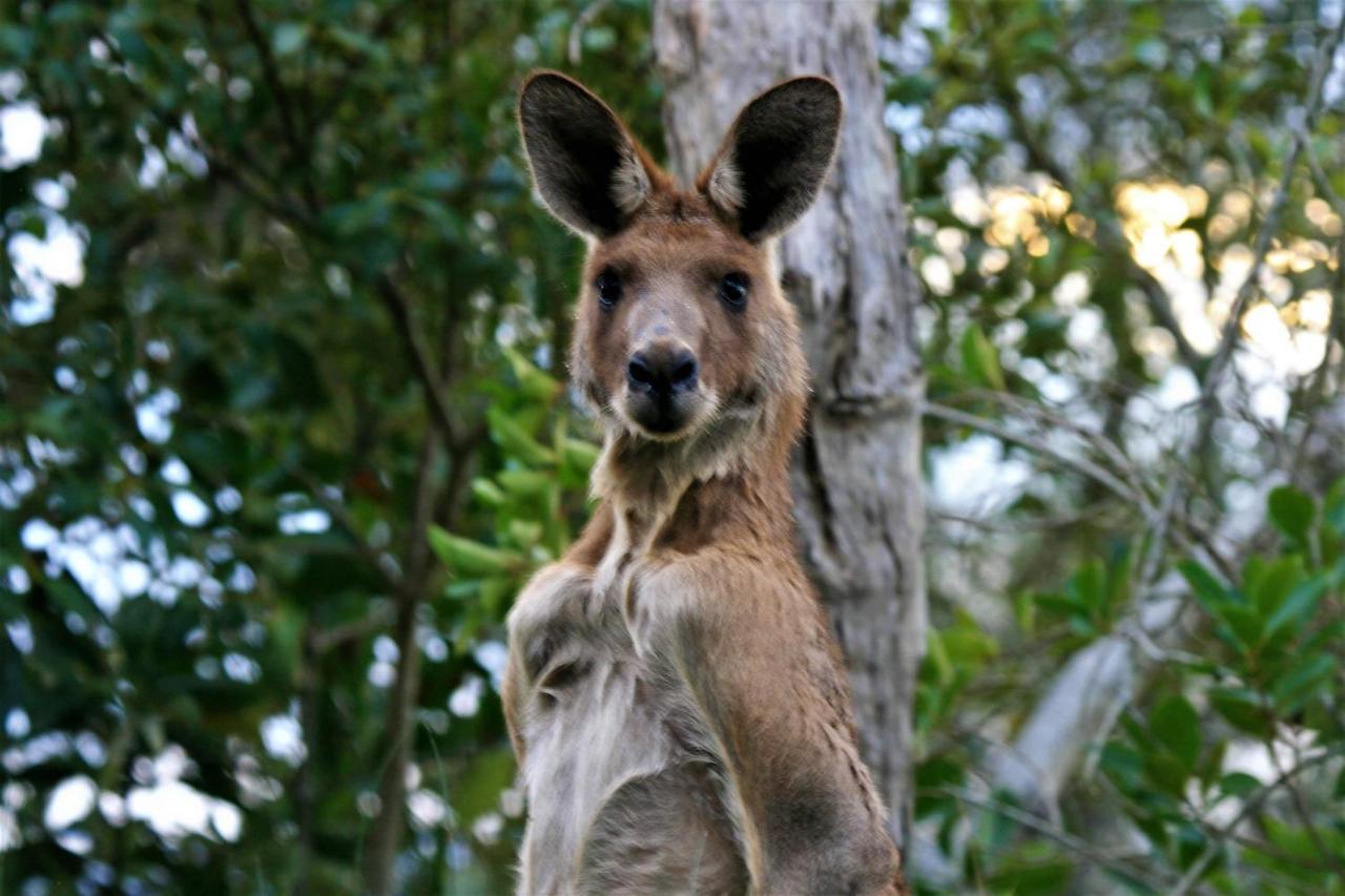 Lake Weyba Noosa Lodge & Kangaroos Peregian Beach Exterior foto