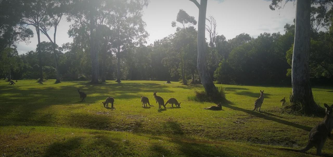 Lake Weyba Noosa Lodge & Kangaroos Peregian Beach Exterior foto