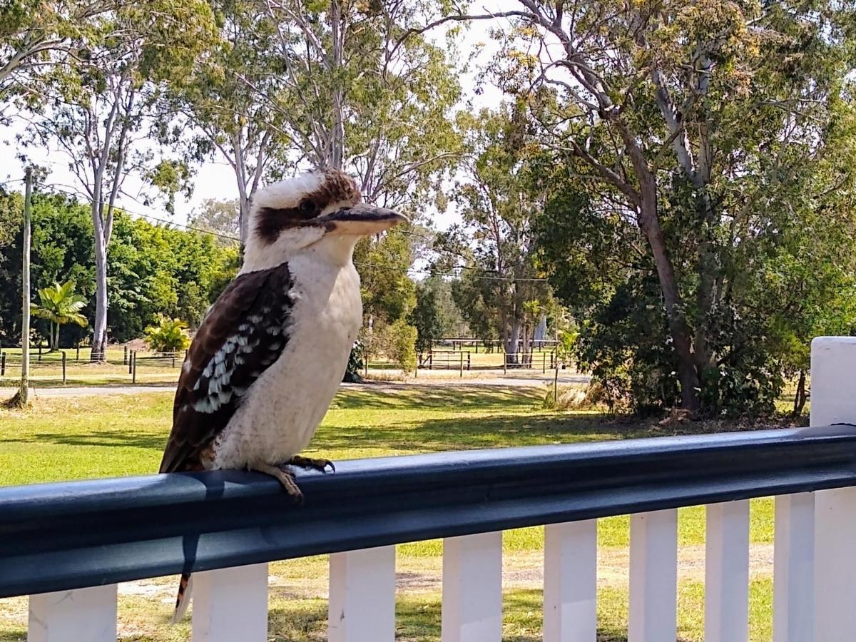 Lake Weyba Noosa Lodge & Kangaroos Peregian Beach Exterior foto
