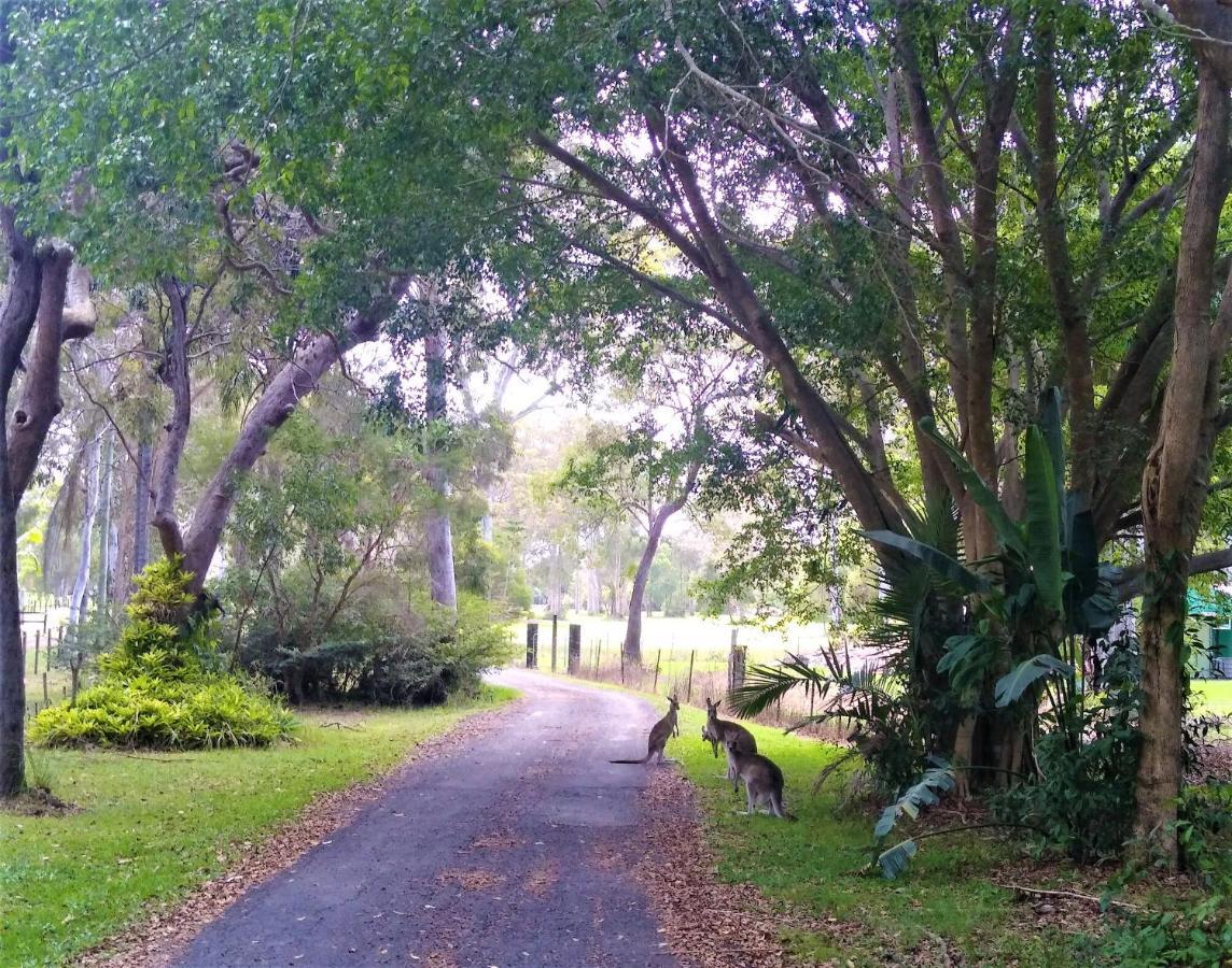 Lake Weyba Noosa Lodge & Kangaroos Peregian Beach Exterior foto